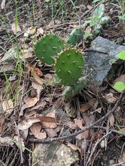 Opuntia cymochila