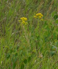 Solidago rigida humilis