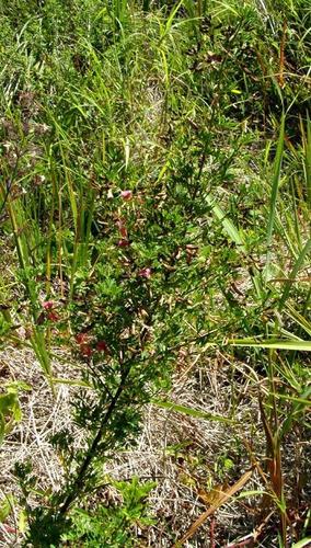 Indigofera tristoides image