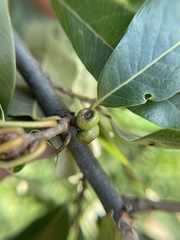 Callirhytis hopkinsi