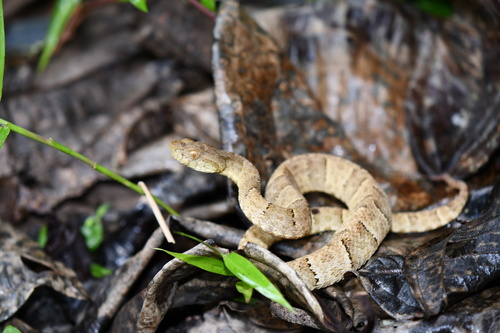 Photo of a Osborne's Lancehead (Bothrops osbornei)