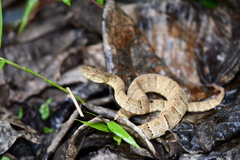 Bothrops osbornei