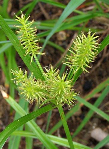 Mariscus sumatrensis image