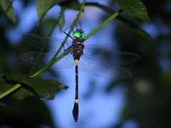 Phyllomacromia contumax