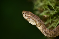 Bothrops osbornei