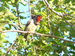 Lybius torquatus torquatus