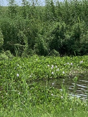 Nelumbo lutea