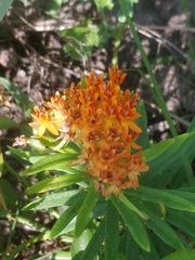 Asclepias tuberosa