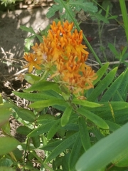 Asclepias tuberosa