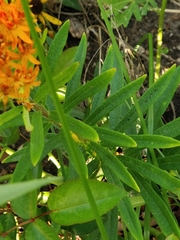 Asclepias tuberosa
