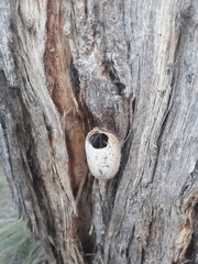 Opodiphthera eucalypti