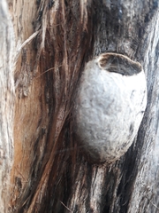 Opodiphthera eucalypti