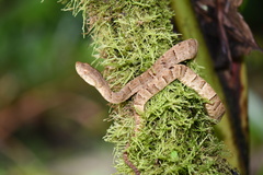 Bothrops osbornei