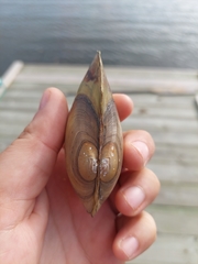 Pyganodon lacustris