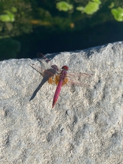 Trithemis annulata