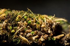 Mnium arizonicum