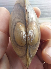 Pyganodon lacustris