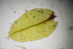 Mnium arizonicum