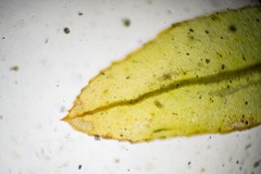 Mnium arizonicum