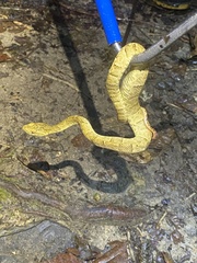 Bothrops osbornei