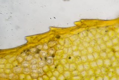 Mnium arizonicum