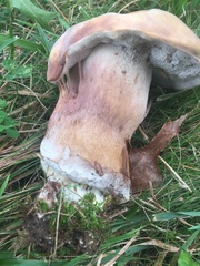 Tylopilus ferrugineus