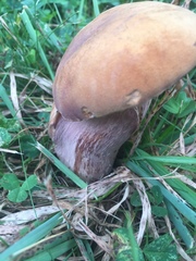 Tylopilus ferrugineus