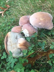 Tylopilus ferrugineus