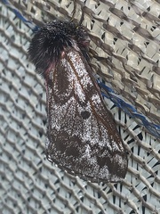 Coloradia casanovai
