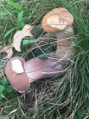 Tylopilus ferrugineus