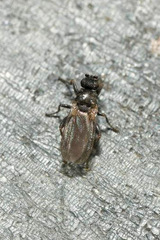 Ischiolepta