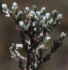 Amphithalea purpurea