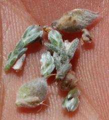 Amphithalea purpurea