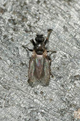 Ischiolepta