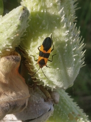 Oncopeltus fasciatus
