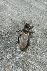 Ischiolepta
