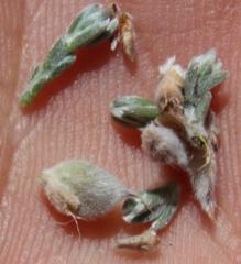 Amphithalea purpurea