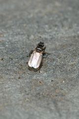 Ischiolepta