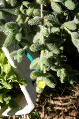 Delosperma echinatum