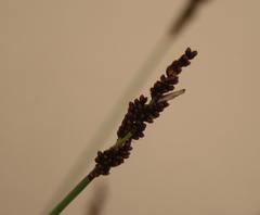Elegia tectorum