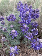 Lupinus saxosus