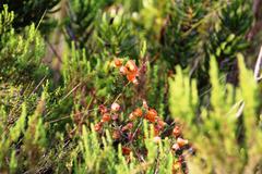 Erica blenna grandiflora