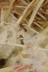 Anoplolepis steingroeveri