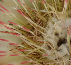 Anoplolepis steingroeveri