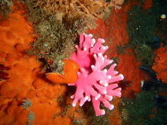 Stylaster nobilis