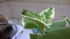 Callimantis antillarum