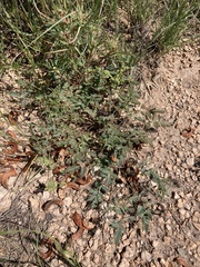 Hoffmannseggia drepanocarpa