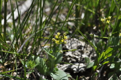 Draba nemorosa