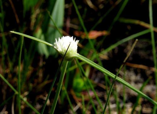 Cyperus ascocapensis image