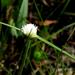 Cyperus ascocapensis - Photo (c) Kate Braun, some rights reserved (CC BY-NC), uploaded by Kate Braun